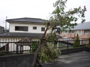 ����ԡ�����Ȳ�ι���